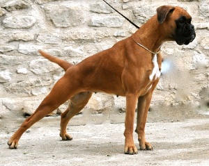 chien boxer