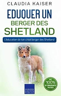 éduquer un berger des shetland berger shetland