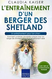 entrainement du berger des shetland berger shetland
