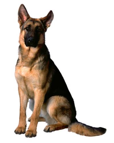photo chien berger allemand