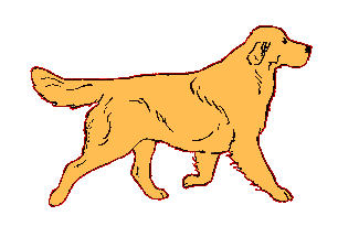 gif animé chien golden retriever