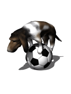 gif animé chien en équilibre sur un ballon de foot
