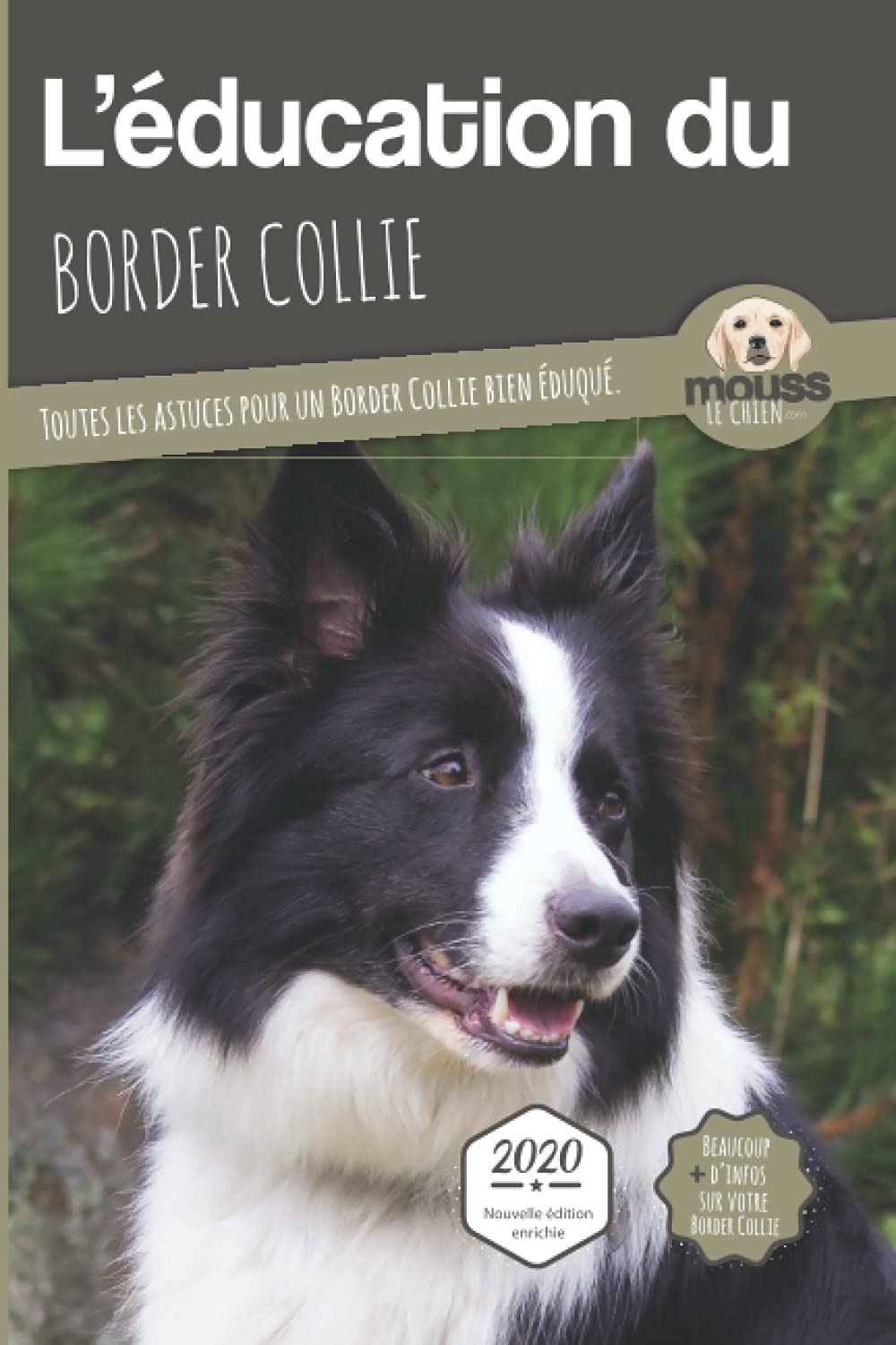 education du border collie