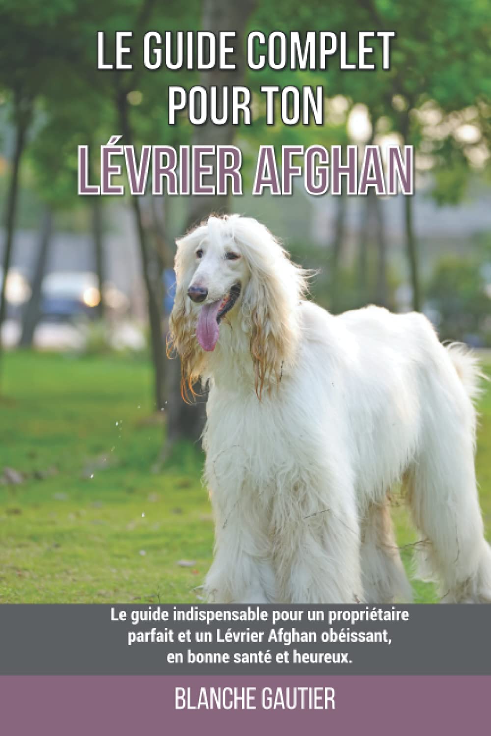 guide levrier afghan