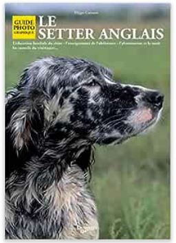 setter anglais