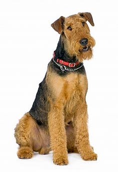 airdale terrier